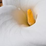 KRCA, Arum Lily, spring flowers